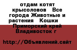 отдам котят крысоловов - Все города Животные и растения » Кошки   . Приморский край,Владивосток г.